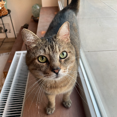 photo-chat-petit lardon