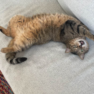 photo-chat-petit lardon