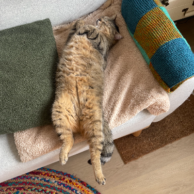 photo-chat-petit lardon