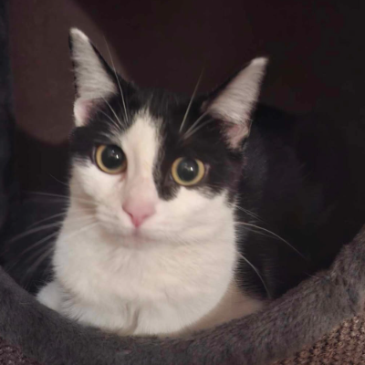 photo-chat-tartelette