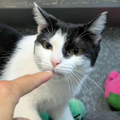 photo-chat-tartelette