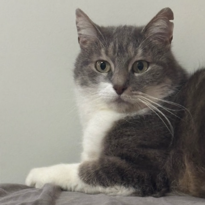 photo-chat-gertrude