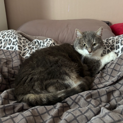 photo-chat-gertrude