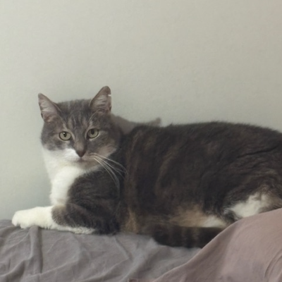 photo-chat-gertrude