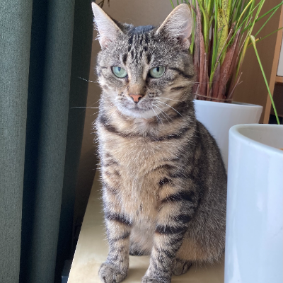 photo-chat-fliquette