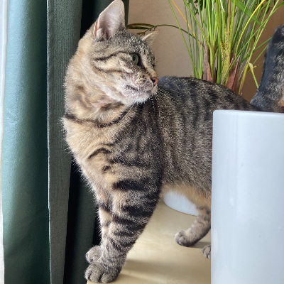 photo-chat-fliquette