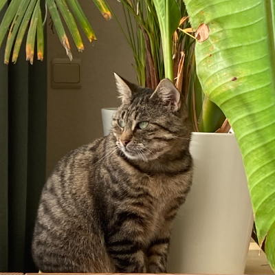 photo-chat-fliquette