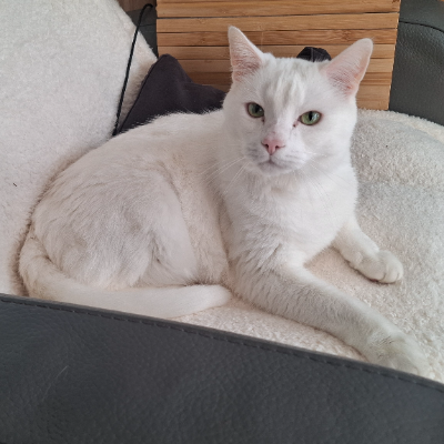 photo-chat-casper