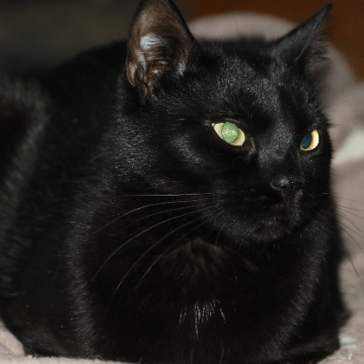photo-chat-notte