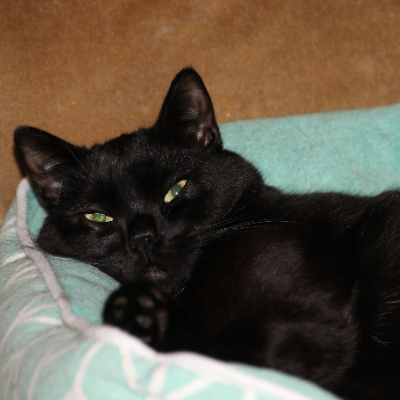 photo-chat-notte