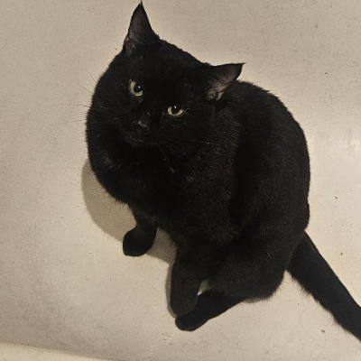 photo-chat-tony montana 