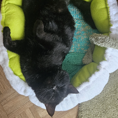 photo-chat-tony montana 