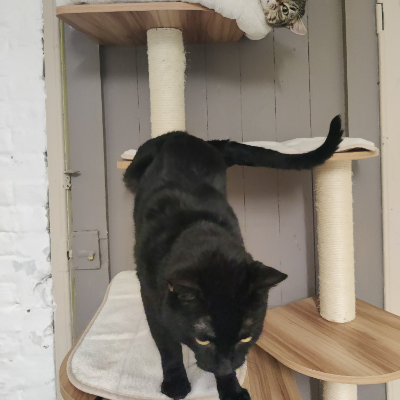 photo-chat-rene