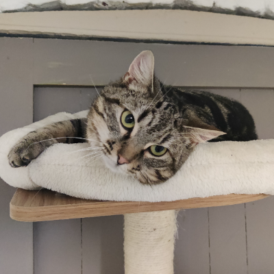 photo-chat-zou