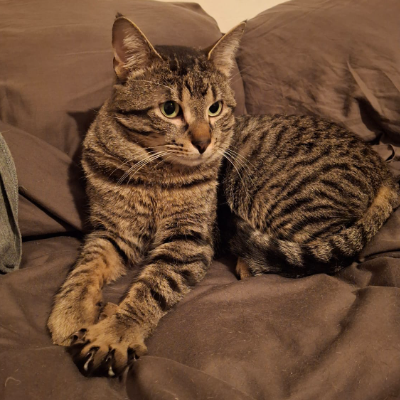 photo-chat-foras