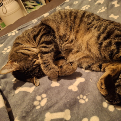 photo-chat-foras