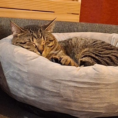 photo-chat-foras