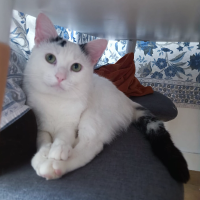 photo-chat-gims