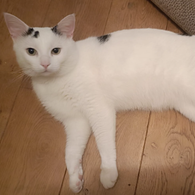 photo-chat-gims