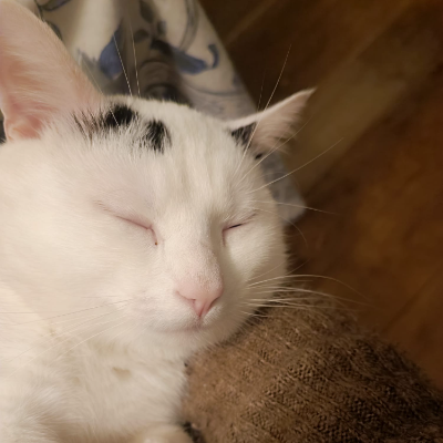 photo-chat-gims
