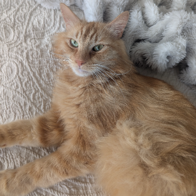 photo-chat-emir