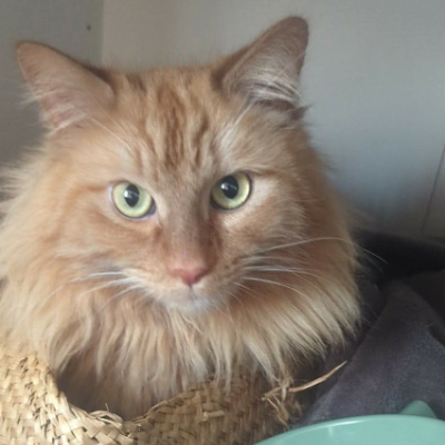photo-chat-emir