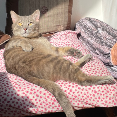 photo-chat-belly