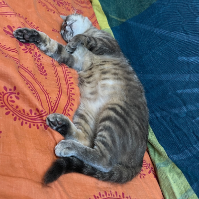 photo-chat-belly