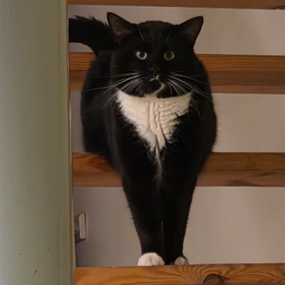 photo-chat-pablo