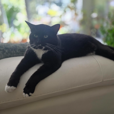photo-chat-pablo