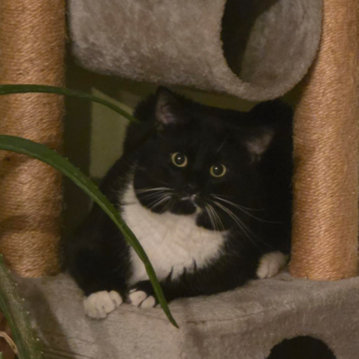 photo-chat-pablo