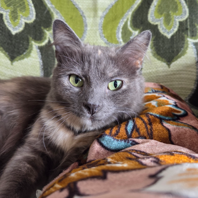 photo-chat-pia