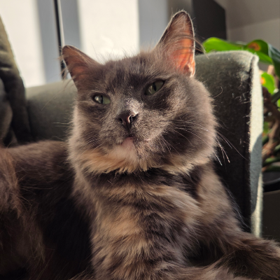 photo-chat-pia