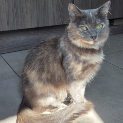 photo-chat-pia