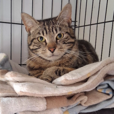 photo-chat-suny