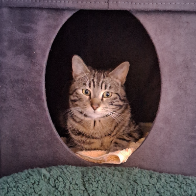 photo-chat-suny
