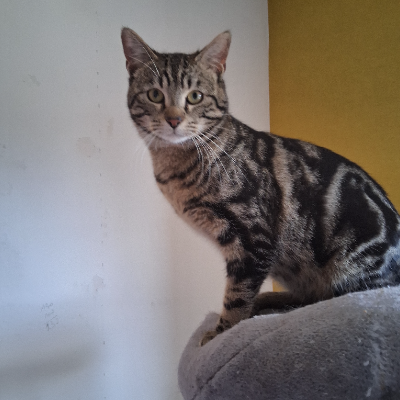 photo-chat-suny