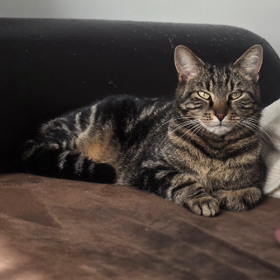 photo-chat-pepitte