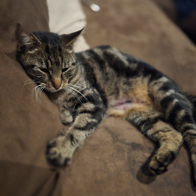 photo-chat-pepitte