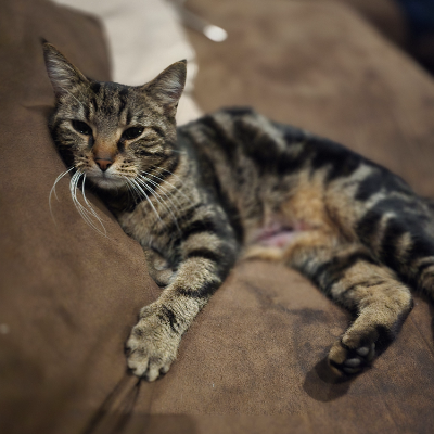photo-chat-pepitte