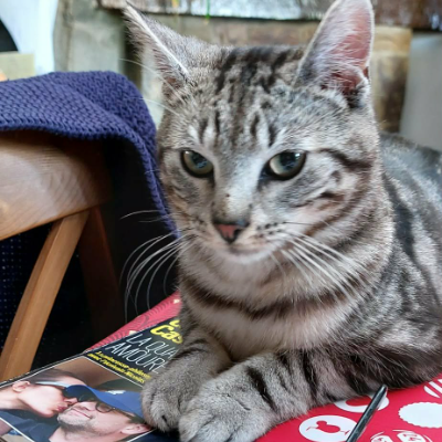 photo-chat-tino