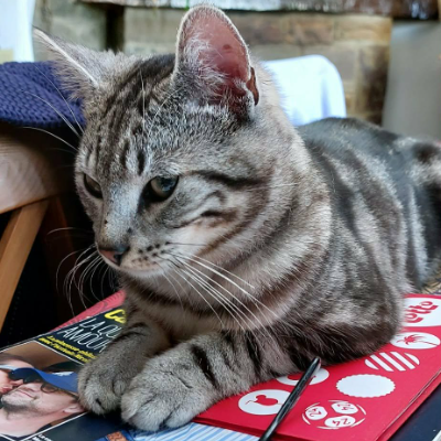 photo-chat-tino