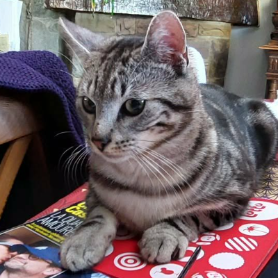 photo-chat-tino