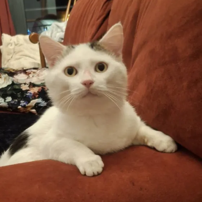 photo-chat-booo