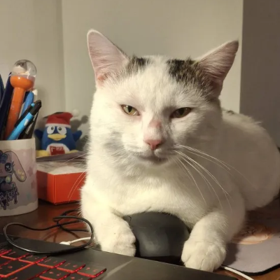 photo-chat-booo