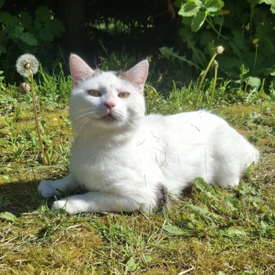 photo-chat-booo