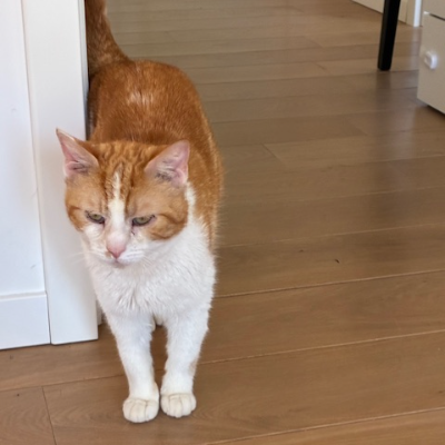 photo-chat-georges