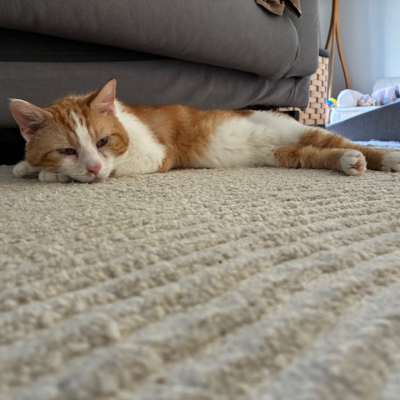 photo-chat-georges