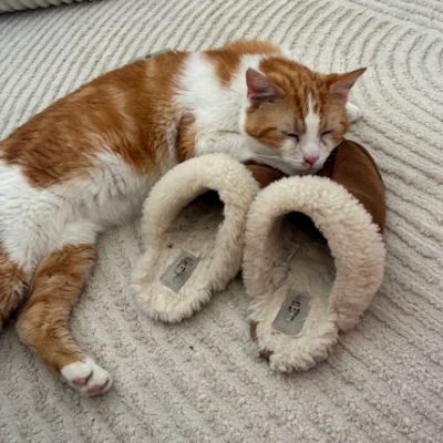 photo-chat-georges