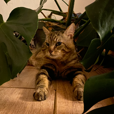 photo-chat-maru